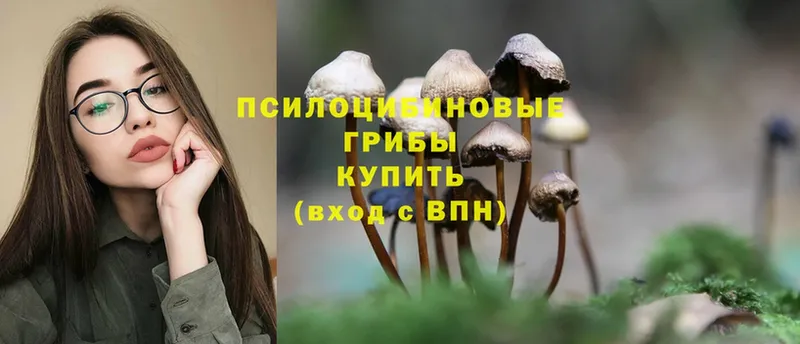 дарнет шоп  Алапаевск  Псилоцибиновые грибы Psilocybine cubensis 